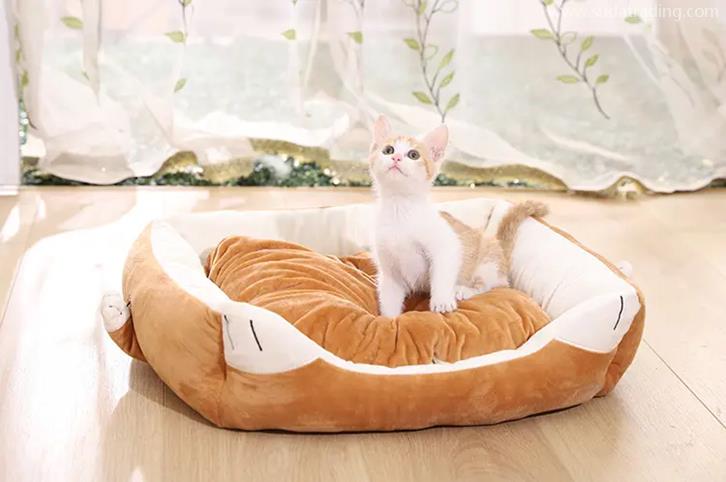 歐洲寵物用品進口報關歸類編碼 歐洲寵物用品進口報關歸類編碼