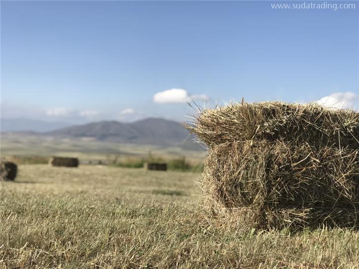 干草飼料進口報關公司18年代理通關經驗的公司 干草飼料進口報關公司18年代理通關經驗的公司