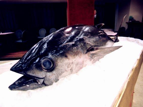 金槍魚進口報關案例分享 金槍魚進口報關案例分享