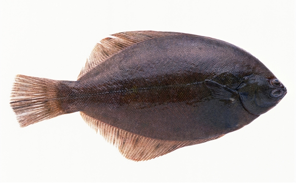比目魚進口報關你知道多少? 比目魚進口報關你知道多少?