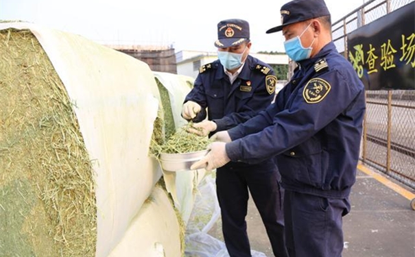 苜蓿草進口報關注意事項有哪些? 苜蓿草進口報關注意事項有哪些?
