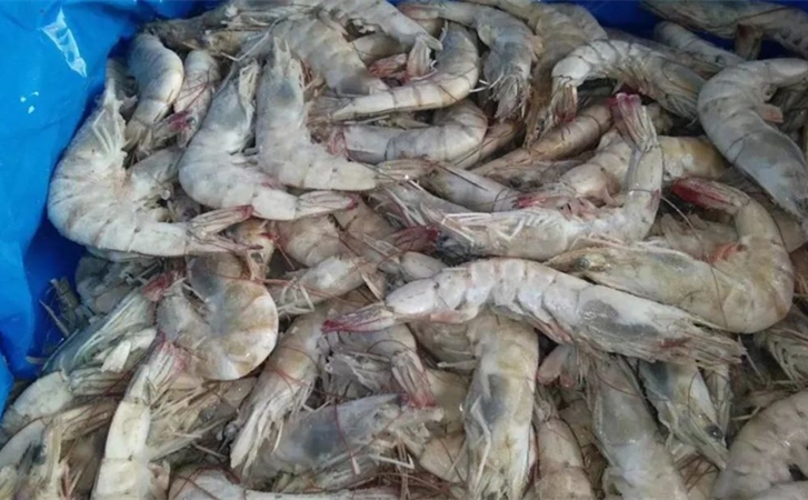 厄瓜多爾冷凍蝦進口清關(guān)代理一站式所需資料以及資質(zhì) 厄瓜多爾冷凍蝦進口清關(guān)代理一站式所需資料以及資質(zhì)