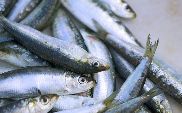 進口沙丁魚報關代理所需資料以及進口商所需資質 進口沙丁魚報關代理所需資料以及進口商所需資質