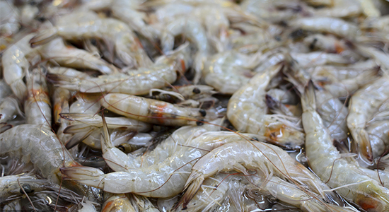 厄瓜多爾白蝦進口清關的流程往這里看 厄瓜多爾白蝦進口清關的流程往這里看