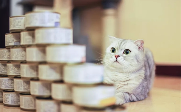 寵物食品罐頭進口報關一站式代理服務流程