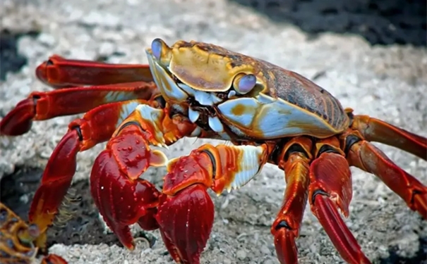 進口鮮活螃蟹報關空運流程手續 進口鮮活螃蟹報關空運流程手續