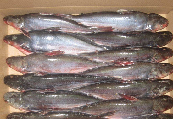 進口越南巴沙魚報關這些手續你必須知道 進口越南巴沙魚報關這些手續你必須知道