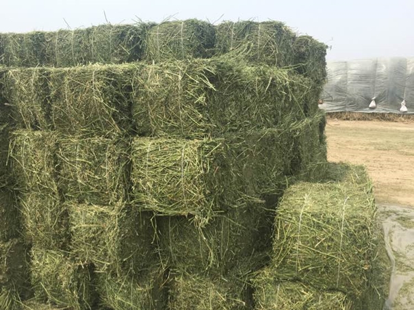 進口苜蓿草清關需提供什么資料 進口苜蓿草清關需提供什么資料