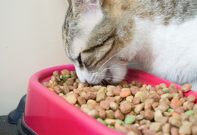 寵物食品進口報關行告訴你進口寵物食品報關小細節