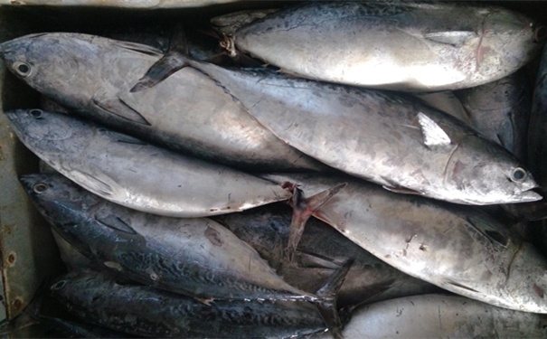 加拿大冷凍金槍魚進口報關要注意哪些事項 加拿大冷凍金槍魚進口報關要注意哪些事項