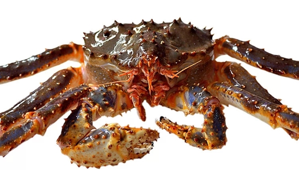 美國進口帝王蟹報關一站式服務 美國進口帝王蟹報關一站式服務