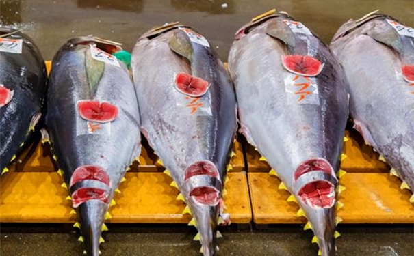 進口冰鮮金槍魚清關所需提供的資料 進口冰鮮金槍魚清關所需提供的資料