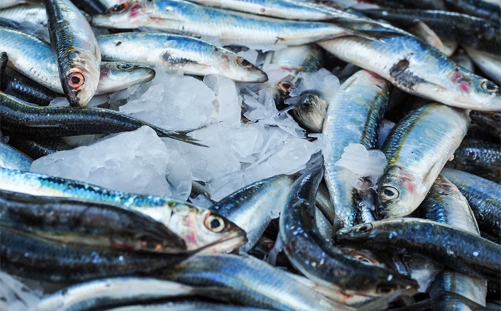 加拿大冷凍魚進口報關一站式進口代理公司 加拿大冷凍魚進口報關一站式進口代理公司