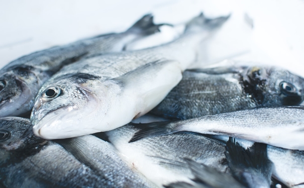 冷凍魚進口報關(guān)注意事項有這些,參考一下 冷凍魚進口報關(guān)注意事項有這些,參考一下