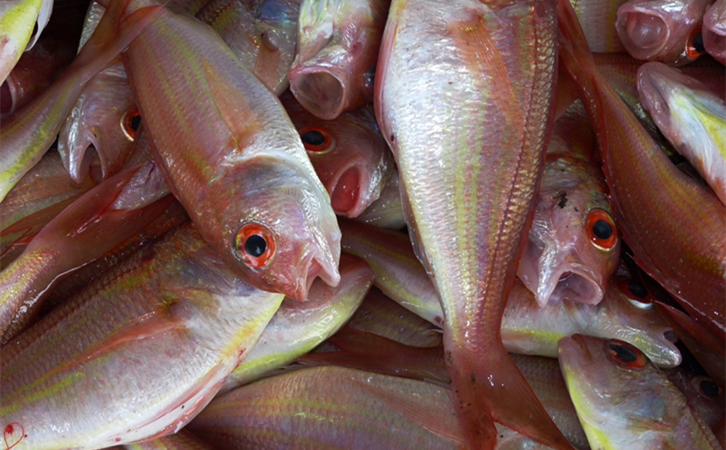 進口海鮮清關代理所需資|廣東速達進口清關代理公司 進口海鮮清關代理所需資|廣東速達進口清關代理公司