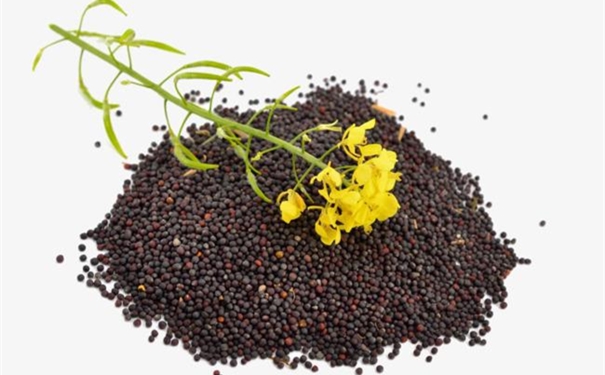 一般貿易進口油菜籽清關代理的流程 一般貿易進口油菜籽清關代理的流程