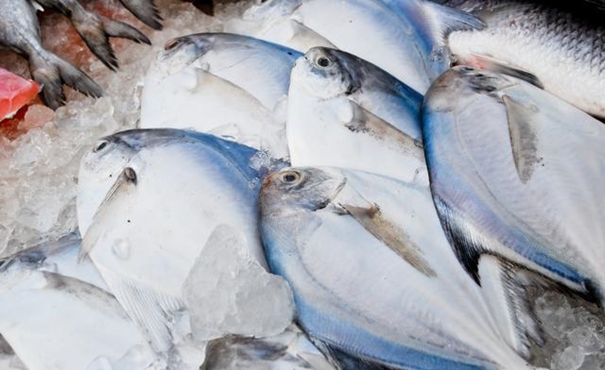 【進(jìn)口凍鯧魚(yú)清關(guān)代理】的流程,一般貿(mào)易進(jìn)口凍鯧魚(yú) 【進(jìn)口凍鯧魚(yú)清關(guān)代理】的流程,一般貿(mào)易進(jìn)口凍鯧魚(yú)