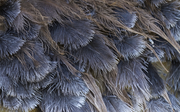 【進(jìn)口鴕鳥(niǎo)毛清關(guān)代理】的流程,一般貿(mào)易進(jìn)口鴕鳥(niǎo)毛 【進(jìn)口鴕鳥(niǎo)毛清關(guān)代理】的流程,一般貿(mào)易進(jìn)口鴕鳥(niǎo)毛