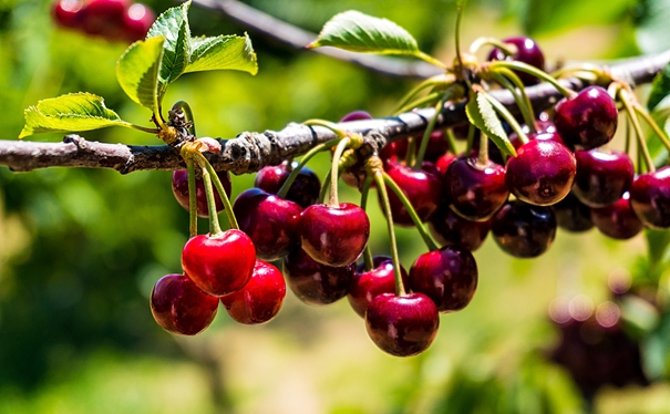 二手分析儀器進口報關具體的服務流程