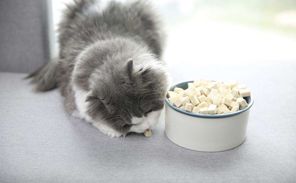 凍干寵物食品進口報關的流程是怎樣的? 凍干寵物食品進口報關的流程是怎樣的?