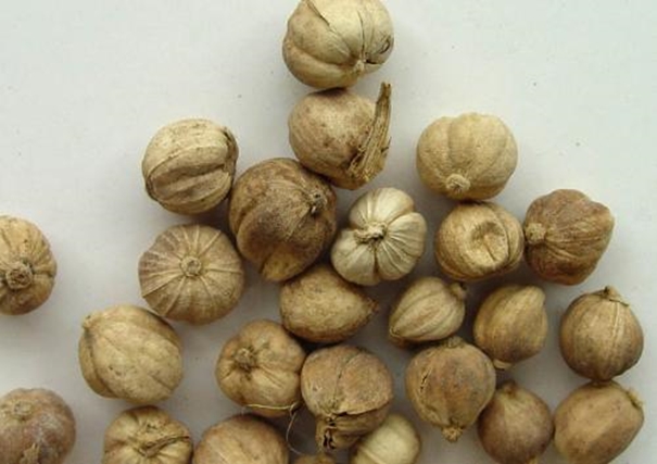 進口柬埔寨豆蔻報關注意事項 進口柬埔寨豆蔻報關注意事項