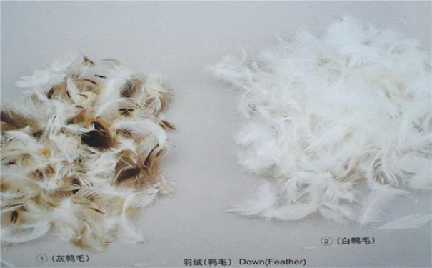 上海港鴨毛進口報關單證資料|進口鴨毛代理公司