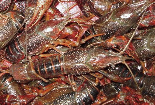 上海進(jìn)口活龍蝦報(bào)關(guān)需要提前做什么準(zhǔn)備 上海進(jìn)口活龍蝦報(bào)關(guān)需要提前做什么準(zhǔn)備