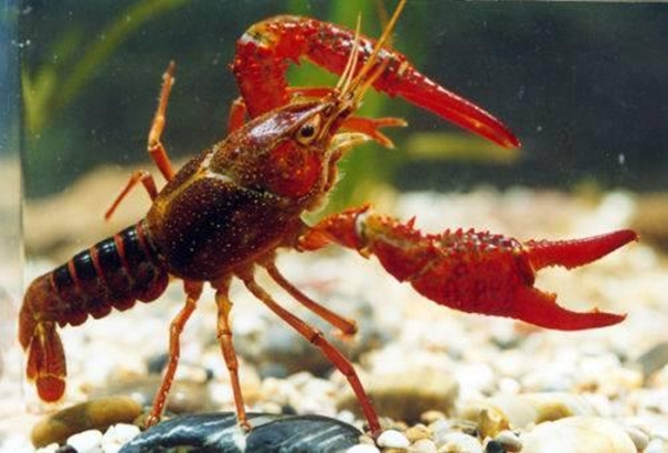 上海進(jìn)口活龍蝦報(bào)關(guān)需要提前做什么準(zhǔn)備 上海進(jìn)口活龍蝦報(bào)關(guān)需要提前做什么準(zhǔn)備