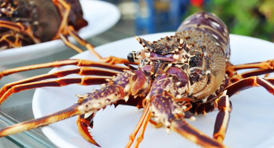 澳洲龍蝦進口報關清關如何操作?還不來了解一下? 澳洲龍蝦進口報關清關如何操作?還不來了解一下?