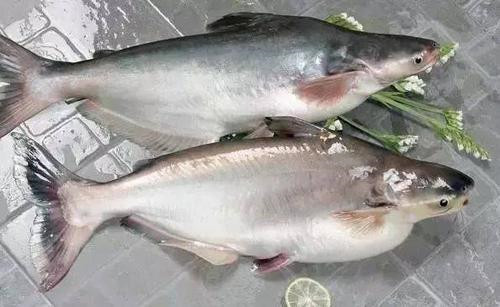 進口水產品報關知識,你想了解的 進口水產品報關知識,你想了解的