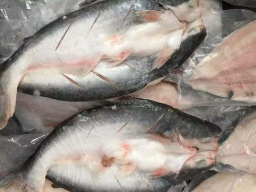 越南巴沙魚進口報關代理流程手續以及費用 越南巴沙魚進口報關代理流程手續以及費用