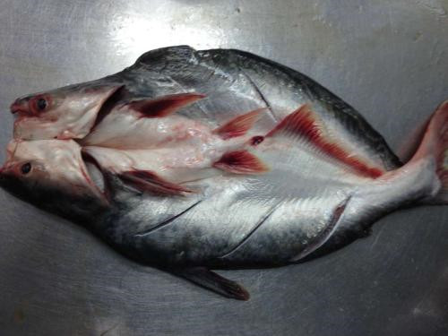 越南巴沙魚進口報關代理流程手續以及費用 越南巴沙魚進口報關代理流程手續以及費用