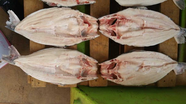 越南巴沙魚進口報關重點難點 越南巴沙魚進口報關重點難點