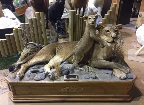 進口動物標本清關(guān)/報關(guān)代理要求是怎樣的 進口動物標本清關(guān)/報關(guān)代理要求是怎樣的