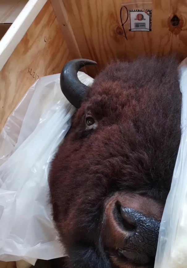 動物標本進口報關(guān)代理注意事項 動物標本進口報關(guān)代理注意事項