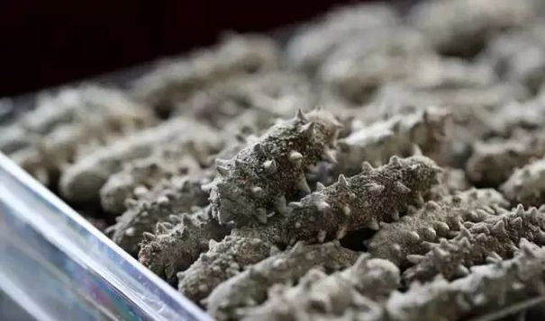 進口干海參報關必看指南進口干海參資質 進口干海參報關必看指南進口干海參資質