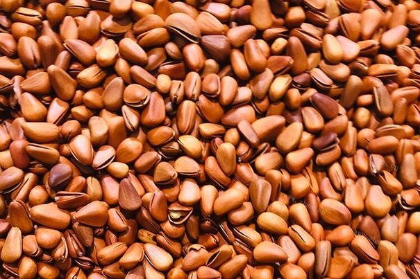 進口松子報關公司有經驗的松子報關代理 進口松子報關公司有經驗的松子報關代理