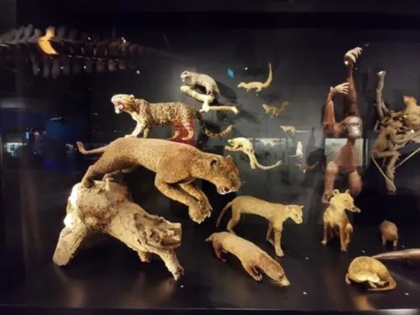 廣州動物標本進口清關公司帶你了解標本進口 廣州動物標本進口清關公司帶你了解標本進口