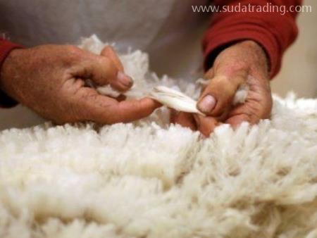 羊毛東莞虎門港進(jìn)口報(bào)關(guān)有這幾點(diǎn)注意事項(xiàng)要清楚！