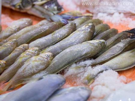 進口水產(chǎn)品廣州機場清關(guān)代理需要的詳細資料