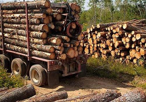 進(jìn)口木材報(bào)關(guān)要提交哪些單證？看這里！