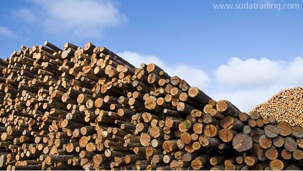 木材進(jìn)口報關(guān)攻略，你想知道的都在這里！