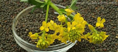 部分動植物產品規范申報要素調整詳解 部分動植物產品規范申報要素調整詳解