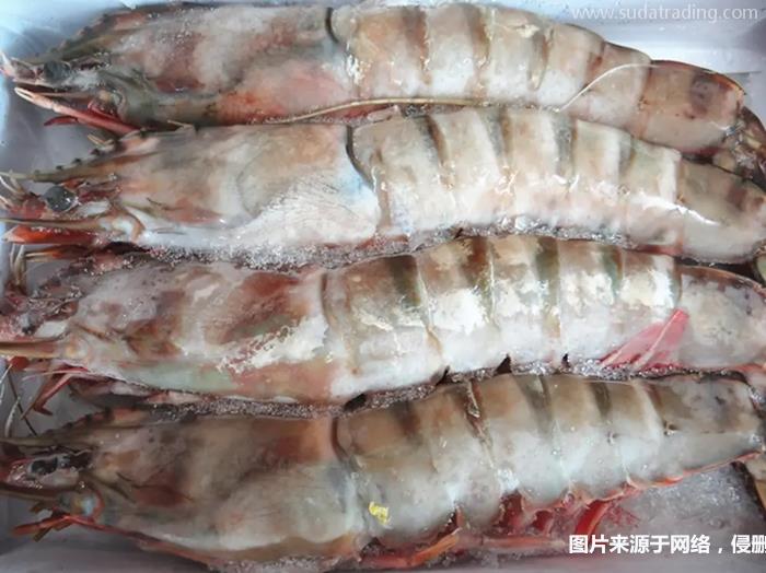 冷凍去頭明對蝦進口報關的注意事項有這3點 冷凍去頭明對蝦進口報關的注意事項有這3點