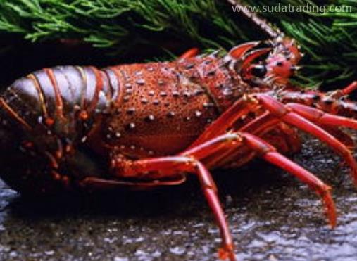 進口澳洲龍蝦報關(guān)手續(xù)及流程 進口澳洲龍蝦報關(guān)手續(xù)及流程