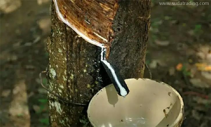 泰國天然乳膠報關公司專業處理天然乳膠通關 泰國天然乳膠報關公司專業處理天然乳膠通關