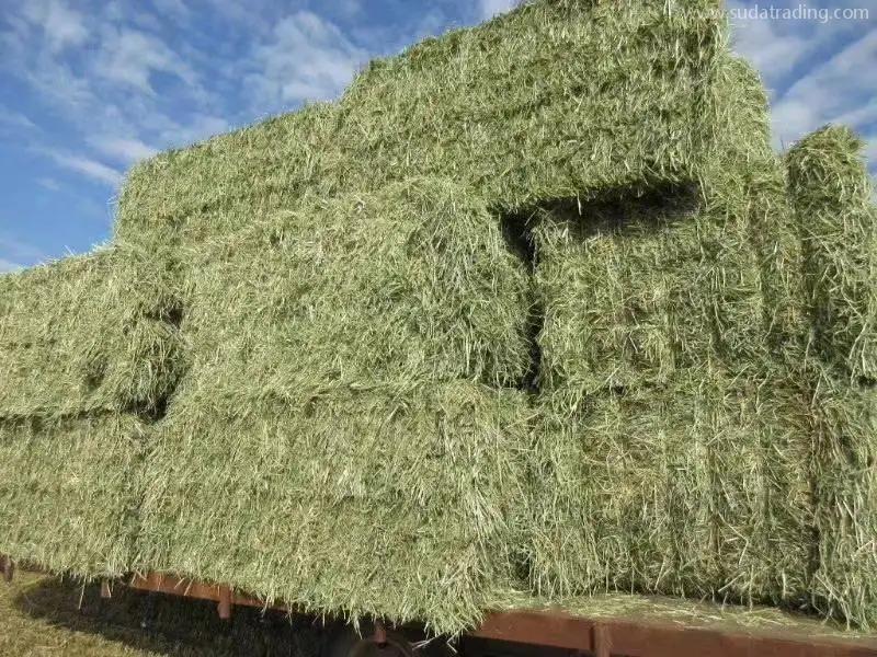 大連苜蓿草進口清關選對公司很重要 大連苜蓿草進口清關選對公司很重要