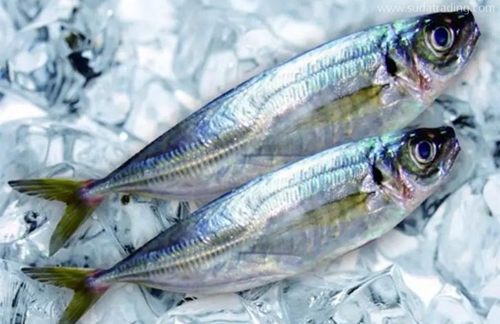 廈門港冷凍海鮮報關之前,建議了解清楚這些事 廈門港冷凍海鮮報關之前,建議了解清楚這些事