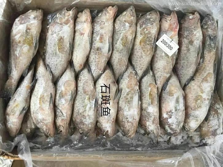 石斑魚機場進口報關公司 石斑魚機場進口報關公司