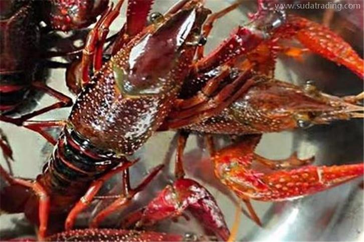 鮮活龍蝦空運報關需要提前準備什么工作 鮮活龍蝦空運報關需要提前準備什么工作